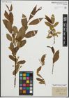 Foto von Salix pentandra L.